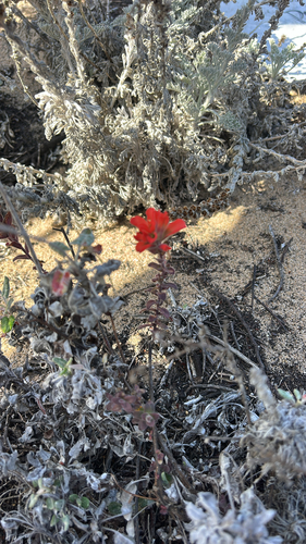 Castilleja observed 2026-10-28