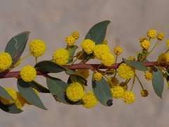 Acacia brachybotrya