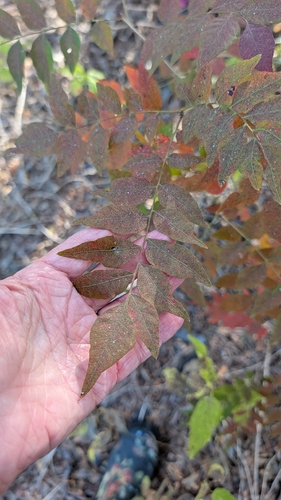Pistacia chinensis observed 2026-10-28