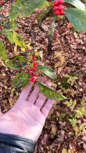 Ilex observed 2026-10-28