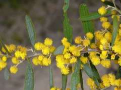 Acacia trineura