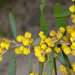 Acacia trineura - Photo (c) Russell Best, algunos derechos reservados (CC BY), uploaded by Russell Best