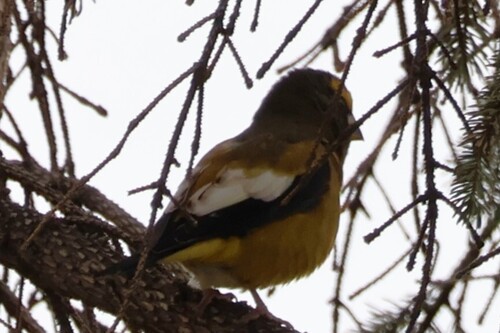 Coccothraustes coccothraustes observed 2026-10-28