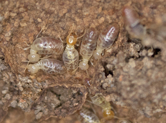 Termitinae