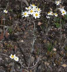 Rhodanthe corymbiflora