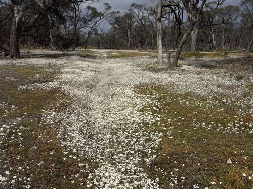 Image of Rhodanthe corymbiflora by (c) Russell Best, some rights reserved (CC BY)