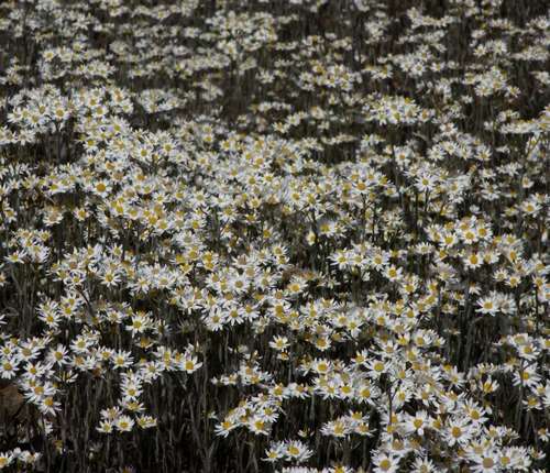 Image of Rhodanthe corymbiflora by (c) Russell Best, some rights reserved (CC BY)