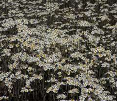 Rhodanthe corymbiflora