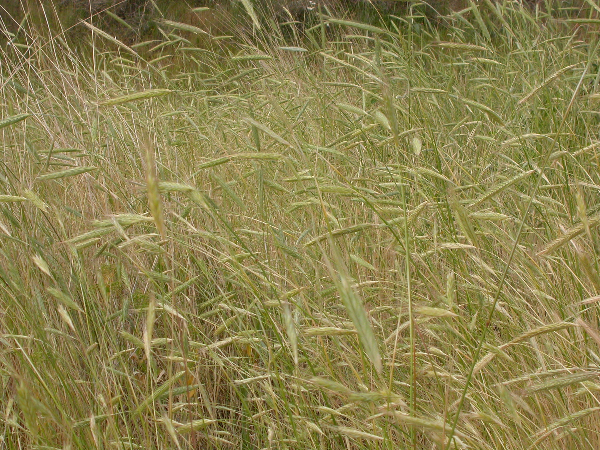 Secale