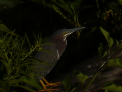Butorides virescens