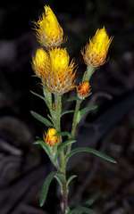 Waitzia acuminata acuminata