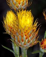 Waitzia acuminata acuminata