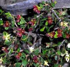 Dodonaea bursariifolia
