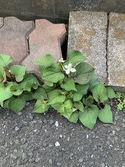 Houttuynia cordata