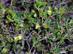 Dodonaea bursariifolia