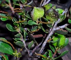 Dodonaea bursariifolia