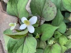 Houttuynia cordata