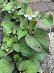 Houttuynia cordata