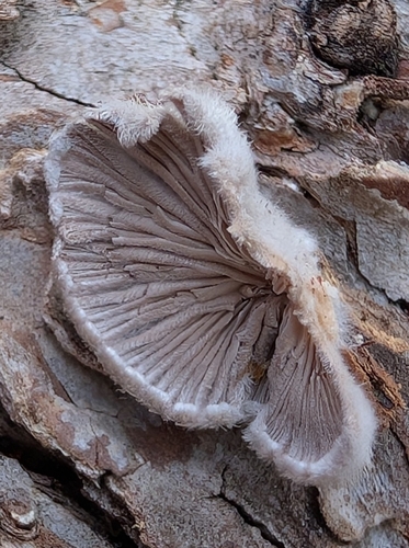 Schizophyllum commune observed 2026-10-28