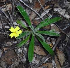 Goodenia willisiana