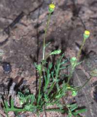 Brachyscome ciliaris brachyglossa