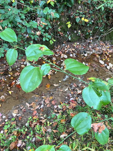 Smilax observed 2026-10-28