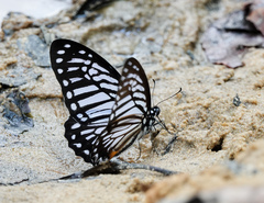 Graphium xenocles
