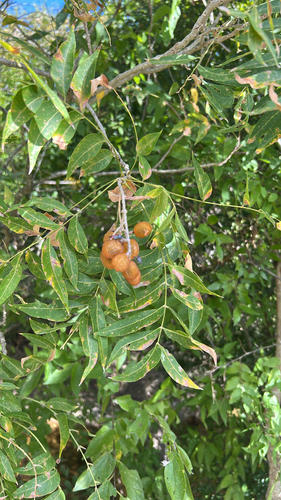 Sapindus saponaria observed 2026-10-28