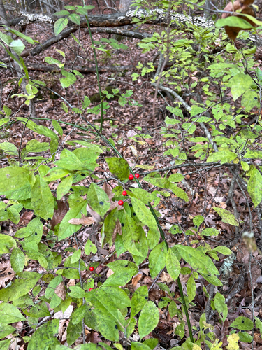 Ilex observed 2026-10-28