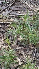 Senecio linearifolius linearifolius