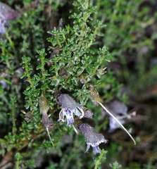 Prostanthera serpyllifolia microphylla