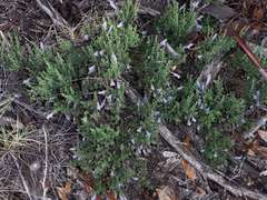 Prostanthera serpyllifolia microphylla