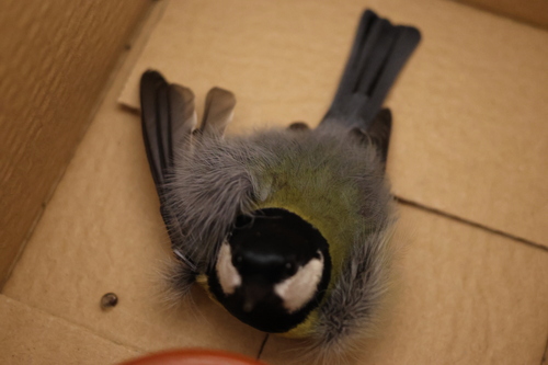 Parus major observed 2026-10-28