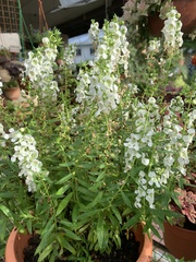 Angelonia