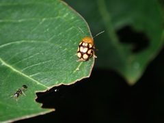 Cryptocephalus luteosignatus