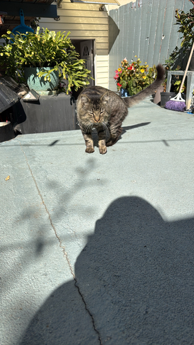 Felis silvestris observed 2026-10-28