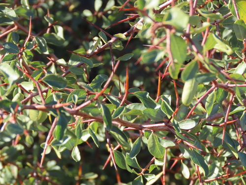 Ziziphus observed 2026-10-28