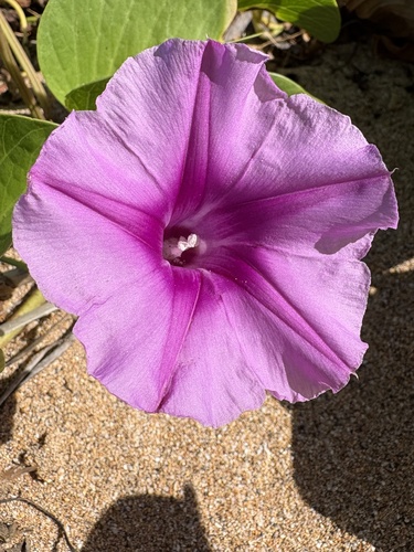 Ipomoea pes-caprae, 2026-10-21
