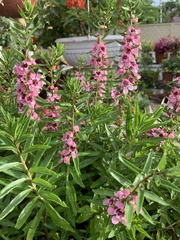 Angelonia