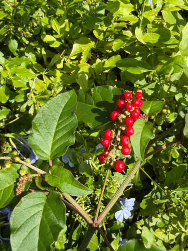 Rivina humilis observed 2026-10-28