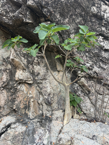Ficus observed 2026-10-28