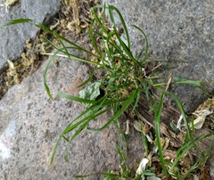 Poa annua