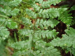 Dryopteris aemula