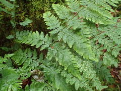 Dryopteris aemula