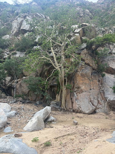 Ficus observed 2026-10-28