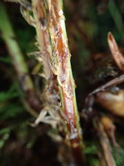 Dryopteris aemula