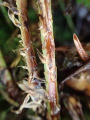 Dryopteris aemula
