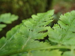 Dryopteris aemula