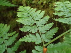 Dryopteris aemula