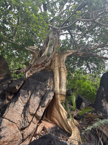 Ficus observed 2026-10-28